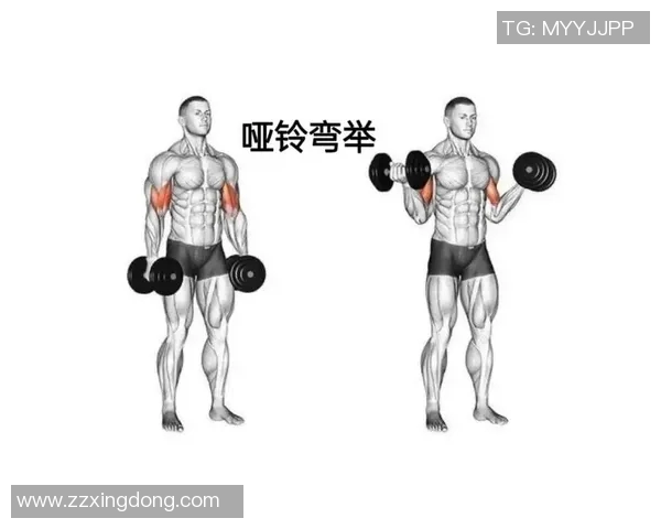 提升力量与塑造身材的最佳选择健身器材哑铃全方位使用指南